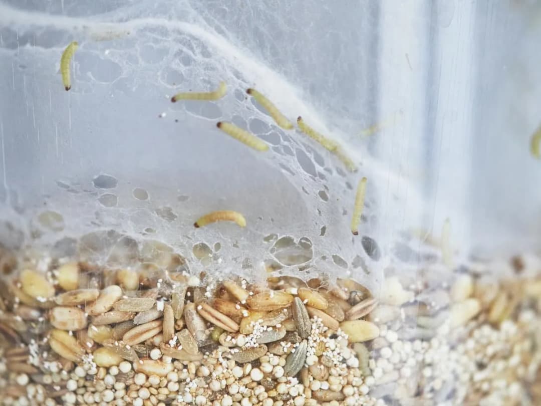 Gniazdo moli spożywczych: Jak skutecznie je zlikwidować?